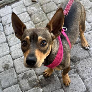 Chihuahua and Dachshund Dogs Available for Adoption in Hobe Sound, Florida - Moose | PetCurious