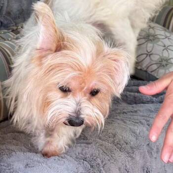 JJ -  Maltese and Shih Tzu Dog for Adoption in Knoxville, Tennessee - JJ | PetCurious