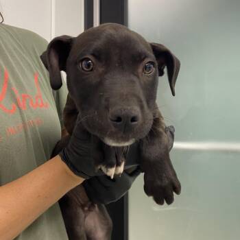 Pit Bull Terrier Dogs Available for Adoption in Abilene, Texas - Plaid | PetCurious