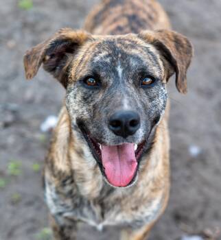 Mountain Cur Dogs Available for Adoption - Jovie | PetCurious