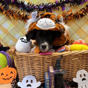 Andy -  Border Collie and Mixed Breed Dog for Adoption in Goleta, California - Andy | PetCurious
