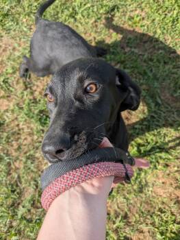 Rescue Black Labrador Retriever Dogs for Adoption in Covington, Virginia - Lorelai | PetCurious