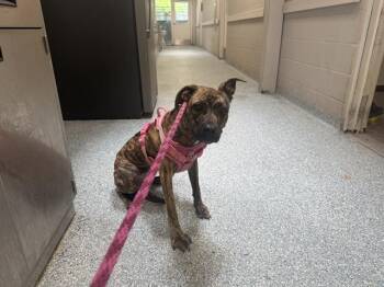 Mixed Breed Dogs Available for Adoption in Rowlett, Texas - PINKY | PetCurious