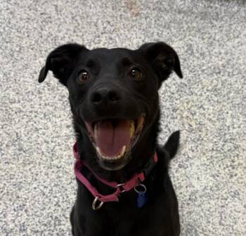 Ollie -  Australian Shepherd and Labrador Retriever Dog for Adoption in Golden, Colorado - Ollie | PetCurious
