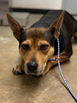 Mixed Breed Dogs Available for Adoption in Lockhart, Texas - Rosa | PetCurious