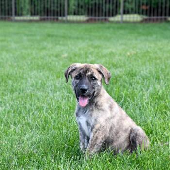Glory -  Shepherd Dog for Adoption in Minneapolis, Minnesota - Glory | PetCurious