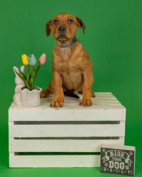 Shepherd Dogs Available for Adoption in Brighton, Colorado - 316-26 | PetCurious
