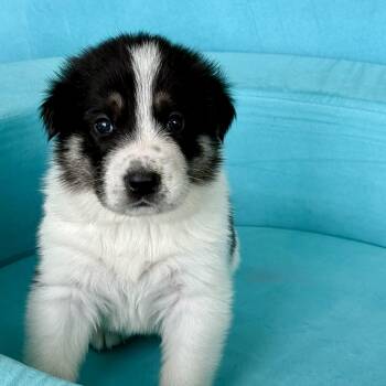 DIJON- Local -  Anatolian Shepherd Dog for Adoption in Warwick, Rhode Island - DIJON- Local | PetCurious