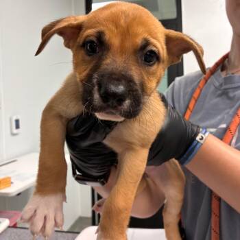 Sarabi -  Catahoula Leopard Dog and Boxer Dog for Adoption in Abilene, Texas - Sarabi | PetCurious