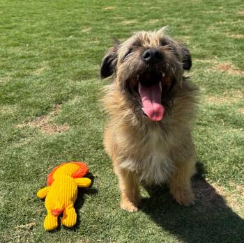Border Terrier Dogs Available for Adoption in Little Elm, Texas - Benji | PetCurious