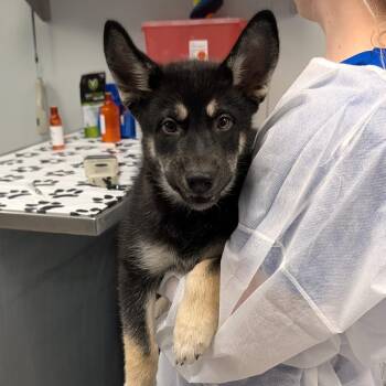 Lyric -  Shepherd and Mixed Breed Dog for Adoption in Greenville, South Carolina - Lyric | PetCurious