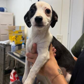 Bean -  Chihuahua and Mixed Breed Dog for Adoption in Naperville, Illinois - Bean | PetCurious