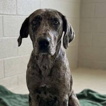 Mixed Breed Dogs Available for Adoption in Jeffersonville, Indiana - Morel | PetCurious