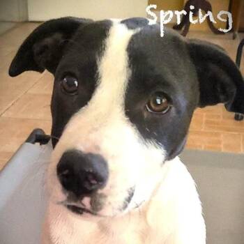 Staffordshire Bull Terrier Dogs Available for Adoption in Palm Harbor, Florida - Spring | PetCurious