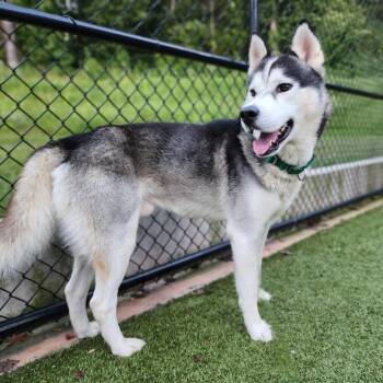 Rescue Husky Dogs for Adoption in Greensboro, North Carolina - Blue | PetCurious