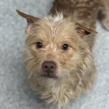 Norfolk Terrier Dogs Available for Adoption in Grand Rapids, Michigan - Zade | PetCurious