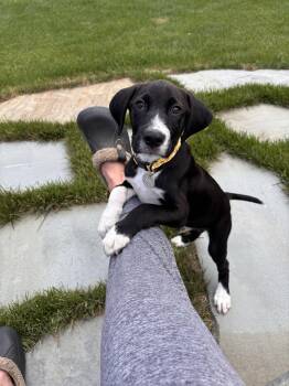 Buford -  Labrador Retriever Dog for Adoption in Warrington, Pennsylvania - Buford | PetCurious