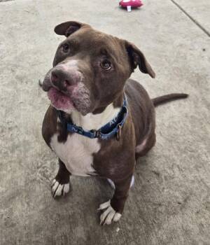 WOODIE -  Pit Bull Terrier Dog for Adoption in Sacramento, California - WOODIE | PetCurious