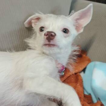 Mama June -  Chihuahua Dog for Adoption in Webster, Texas - Mama June | PetCurious