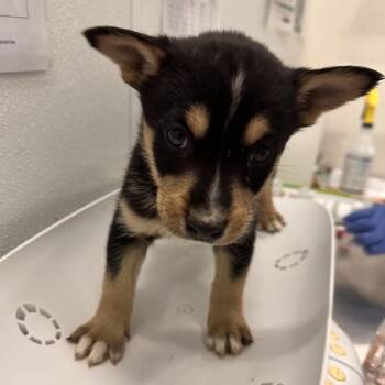 Husky Dogs Available for Adoption in Park City, Utah - Geyser | PetCurious