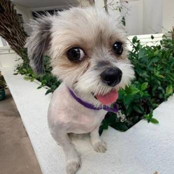 KOKO -  Shih Tzu Dog for Adoption in Santa Monica, California - KOKO | PetCurious