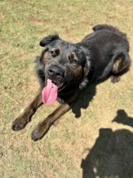 Shepherd Dogs Available for Adoption in Chattanooga, Tennessee - Ozark | PetCurious