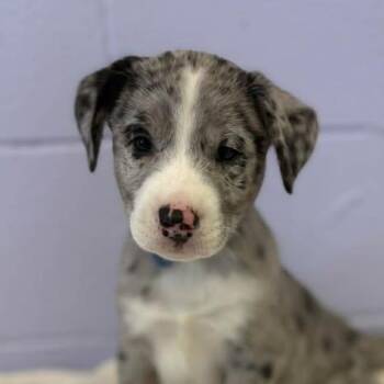 Australian Shepherd Dogs Available for Adoption in Bardstown, Kentucky - Neil Diamond | PetCurious