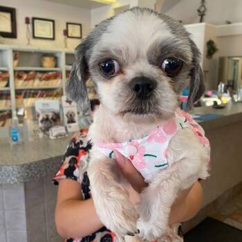 Dolly Parton -  Shih Tzu Dog for Adoption in Plano, Texas - Dolly Parton | PetCurious