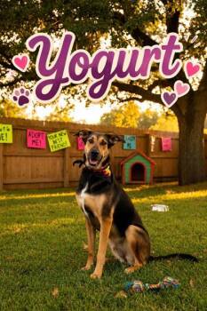 Yogurt -  Shepherd and Mixed Breed Dog for Adoption in Seagoville, Texas - Yogurt | PetCurious