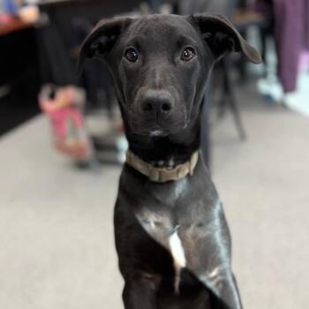 Labrador Retriever and Mixed Breed Dogs Available for Adoption - Harriet | PetCurious