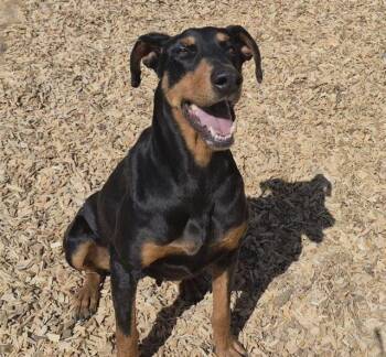 Doberman Pinscher and Mixed Breed Dogs Available for Adoption in Albuquerque, New Mexico - PRADA | PetCurious