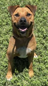 Elliott -  Shepherd and Terrier Dog for Adoption in San Antonio, Texas - Elliott | PetCurious