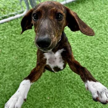 Abby -  Mixed Breed Dog for Adoption in Northwood, New Hampshire - Abby | PetCurious