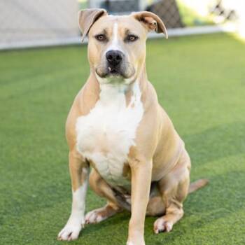 Pit Bull Terrier Dogs Available for Adoption in Camarillo, California - BABY | PetCurious