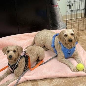 Caramel & Waffles -  Goldendoodle Dog for Adoption in Worcester, Massachusetts - Caramel & Waffles | PetCurious