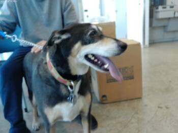 Rescue German Shepherd Dog and Mixed Breed Dogs for Adoption in Fort Worth, Texas - 59702705 | PetCurious