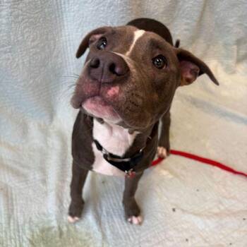 Pit Bull Terrier and Cane Corso Dogs Available for Adoption in Jackson, Michigan - Oscar | PetCurious