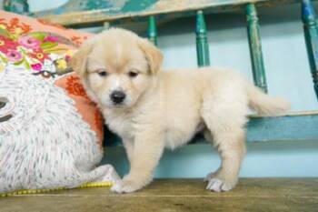 Sunscreen -  Fox Terrier and Anatolian Shepherd Dog for Adoption in San Antonio, Texas - Sunscreen | PetCurious