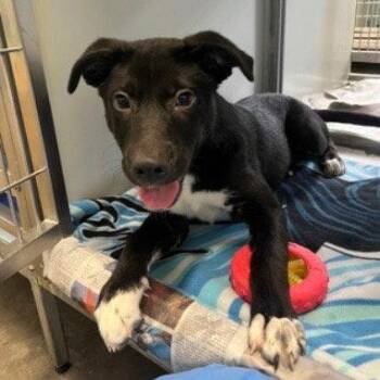 Jabari -  Labrador Retriever and Terrier Dog for Adoption in Bloomfield, Connecticut - Jabari | PetCurious