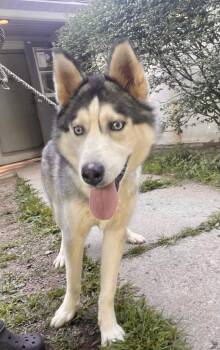 Cade -  Husky Dog for Adoption in Port Jervis, New York - Cade | PetCurious
