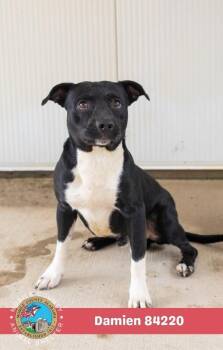 Damien -  American Bulldog Dog for Adoption in Mobile, Alabama - Damien | PetCurious