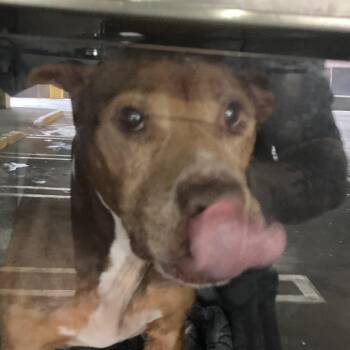 Mixed Breed Dogs Available for Adoption - Lilac Wiggleton | PetCurious