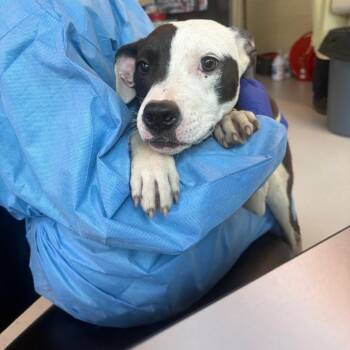 Mixed Breed Dogs Available for Adoption in Huntington, West Virginia - Paloma | PetCurious