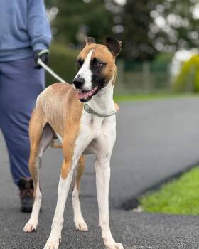 Rescue Lurcher and Greyhound Dogs for Adoption in Winter Park, Florida - Buddy | PetCurious