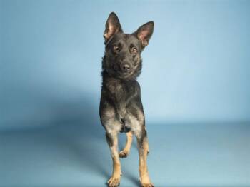 BARBIE -  German Shepherd Dog Dog for Adoption in Phoenix, Arizona - BARBIE | PetCurious