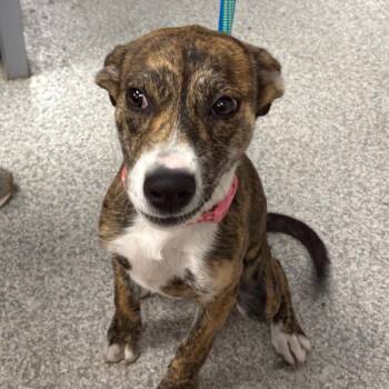 Natasha -  Labrador Retriever and Hound Dog for Adoption in East Hanover, New Jersey - Natasha | PetCurious
