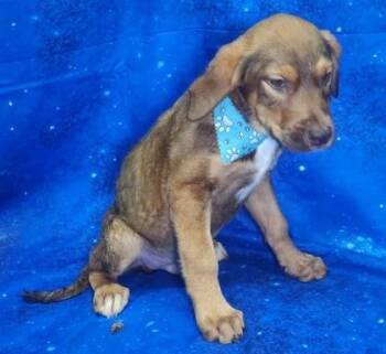 Hound and Mixed Breed Dogs Available for Adoption in Elmira, New York - Whopper | PetCurious