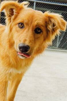 Peach -  Golden Retriever Dog for Adoption in Viroqua, Wisconsin - Peach | PetCurious