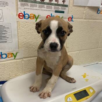 Black Mouth Cur and Terrier Dogs Available for Adoption - Ink | PetCurious