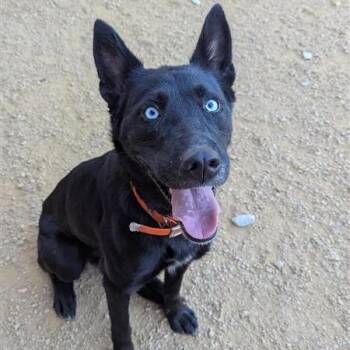 Luna -  Mixed Breed Dog for Adoption in Bentonville, Arkansas - Luna | PetCurious